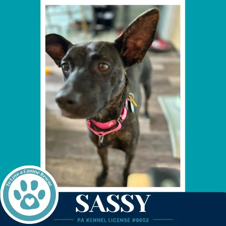 A baby medium-sized female Labrador Retriever dog named Sassy for adoption in Kimberton, PA
