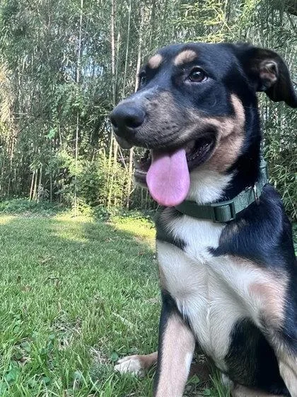 A young medium-sized male Mixed Breed dog named Colonel for adoption in Chamblee, GA