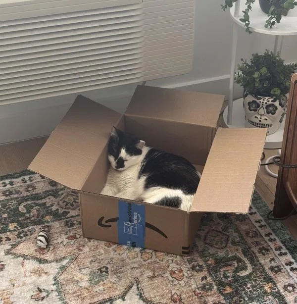 An adult medium-sized female Domestic Short Hair cat named Origami for adoption in New York, NY