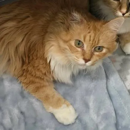 An adult large-sized female Domestic Long Hair cat named Lorelai for adoption in Winthrop, ME