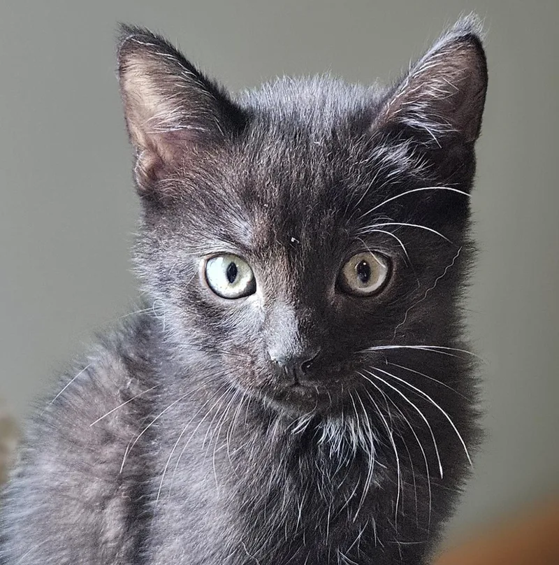 A baby small-sized male Domestic Short Hair cat named Bear Claw for adoption in Verona, WI