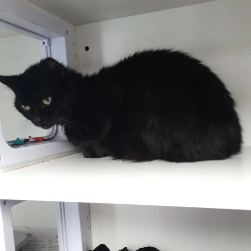 An adult small-sized female Black Domestic Short Hair cat named Cleo for adoption in Duncan, OK