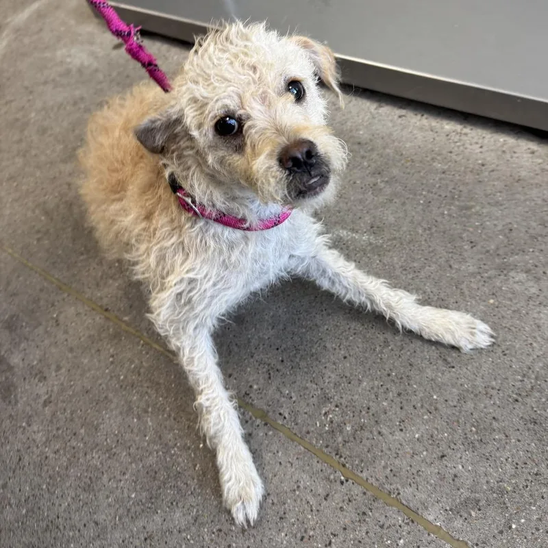 A young small-sized female Yellow / Tan / Blond / Fawn Mixed Breed dog named Paprika for adoption in Las Cruces, NM
