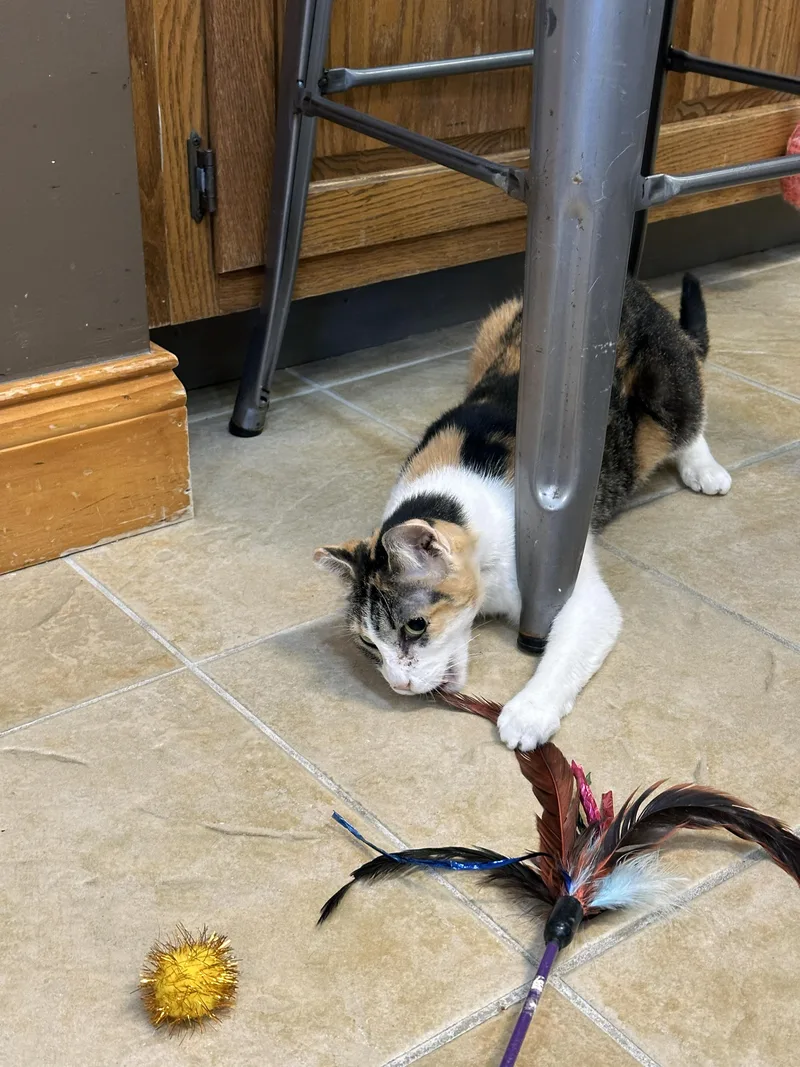 Sunshine thumbnail 3