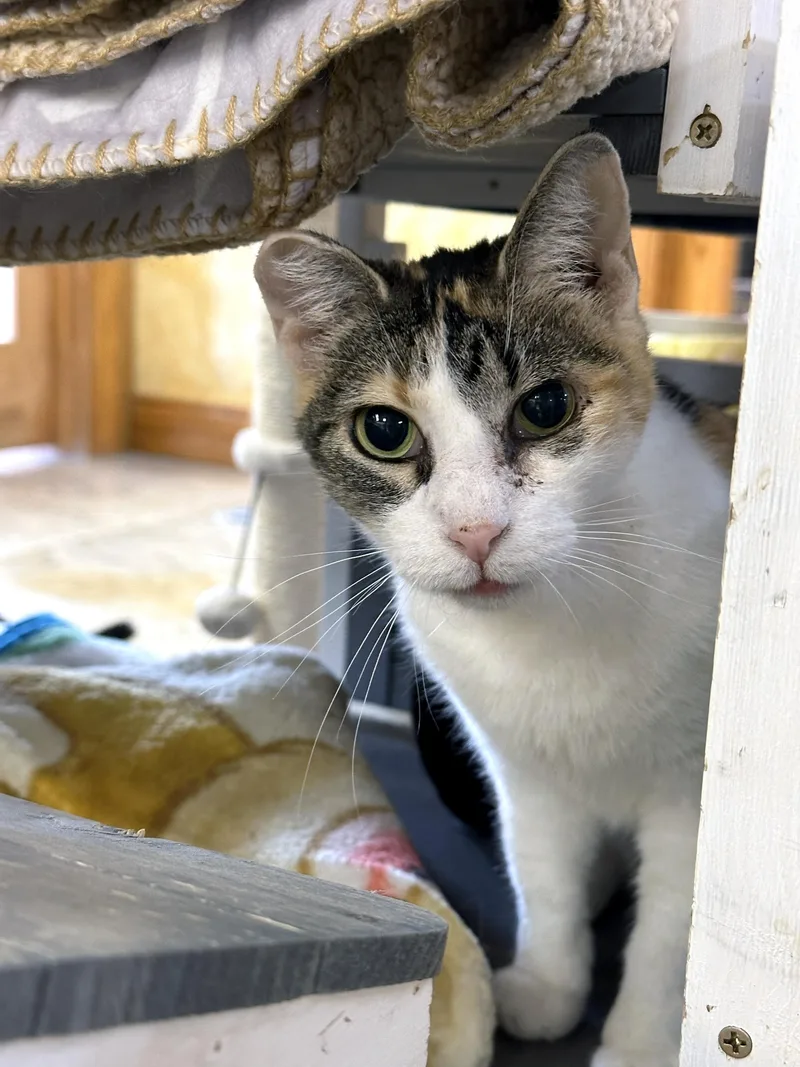 Sunshine thumbnail 5