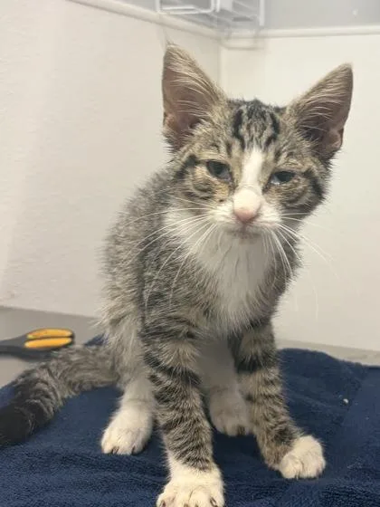 A baby small-sized male Domestic Short Hair cat named Joffrey for adoption in West Chester, PA