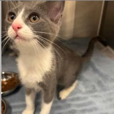 A baby small-sized female Gray / Blue / Silver Domestic Short Hair cat named Sylla for adoption in New York, NY