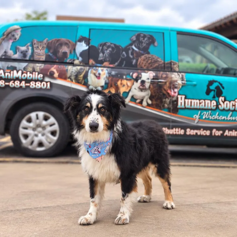 A senior large-sized male Black Australian Shepherd dog named Zeke for adoption in Wickenburg, AZ