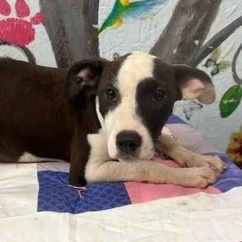 A baby small-sized female Brown / Chocolate Black Mouth Cur dog named Indy for adoption in Hattiesburg, MS