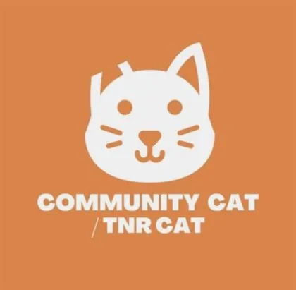 A baby small-sized female Black Domestic Short Hair cat named 60817442 for adoption in El Paso, TX