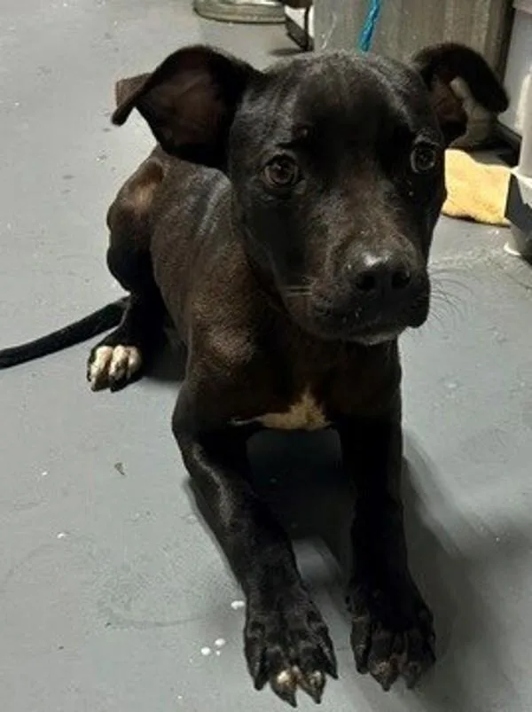 An adult medium-sized male Pit Bull Terrier dog named b Sid for adoption in Dallas, GA