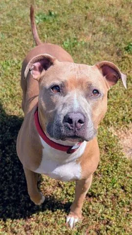 An adult medium-sized female Pit Bull Terrier dog named Peggy for adoption in Akron, OH