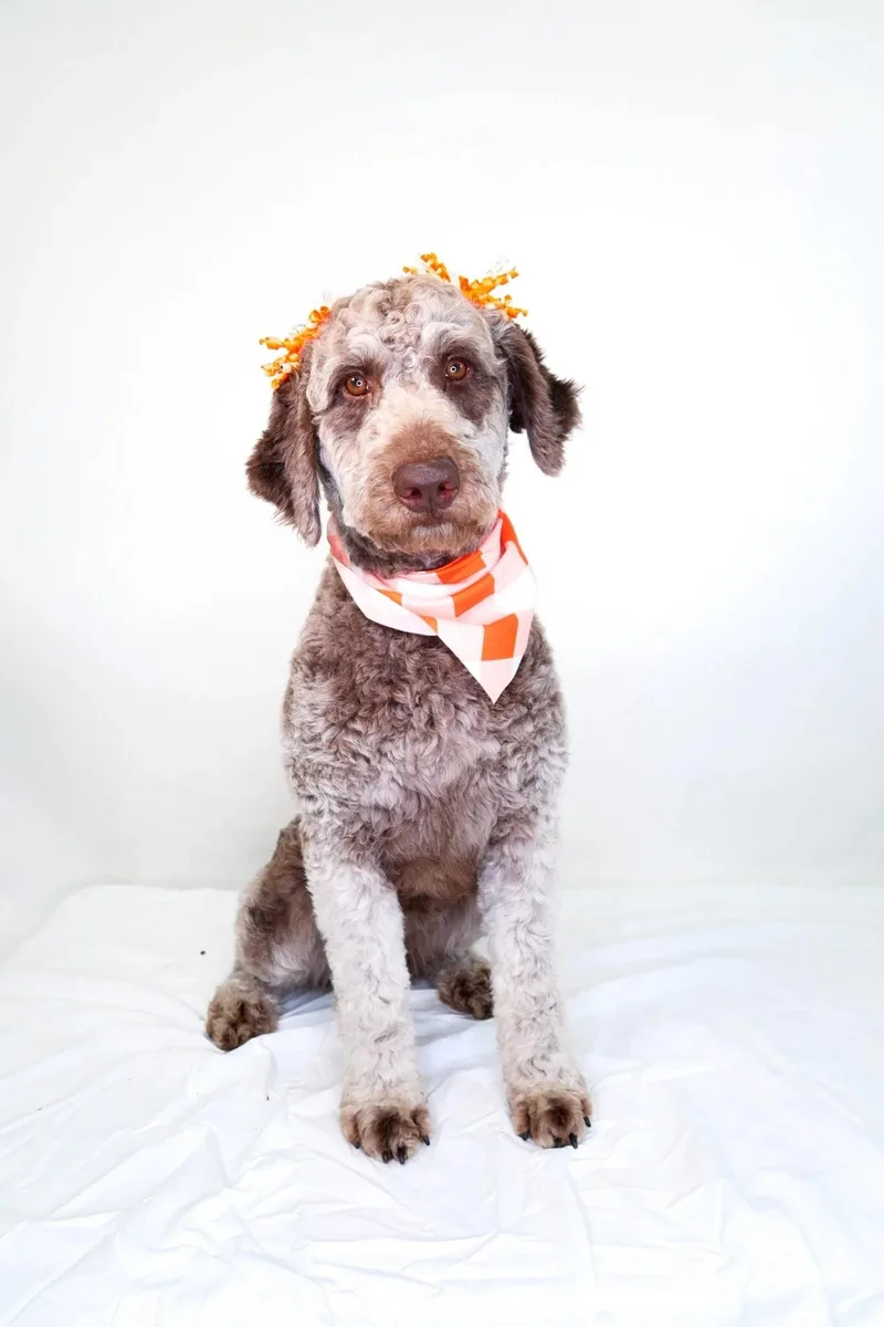 Lauryn Hill thumbnail 2