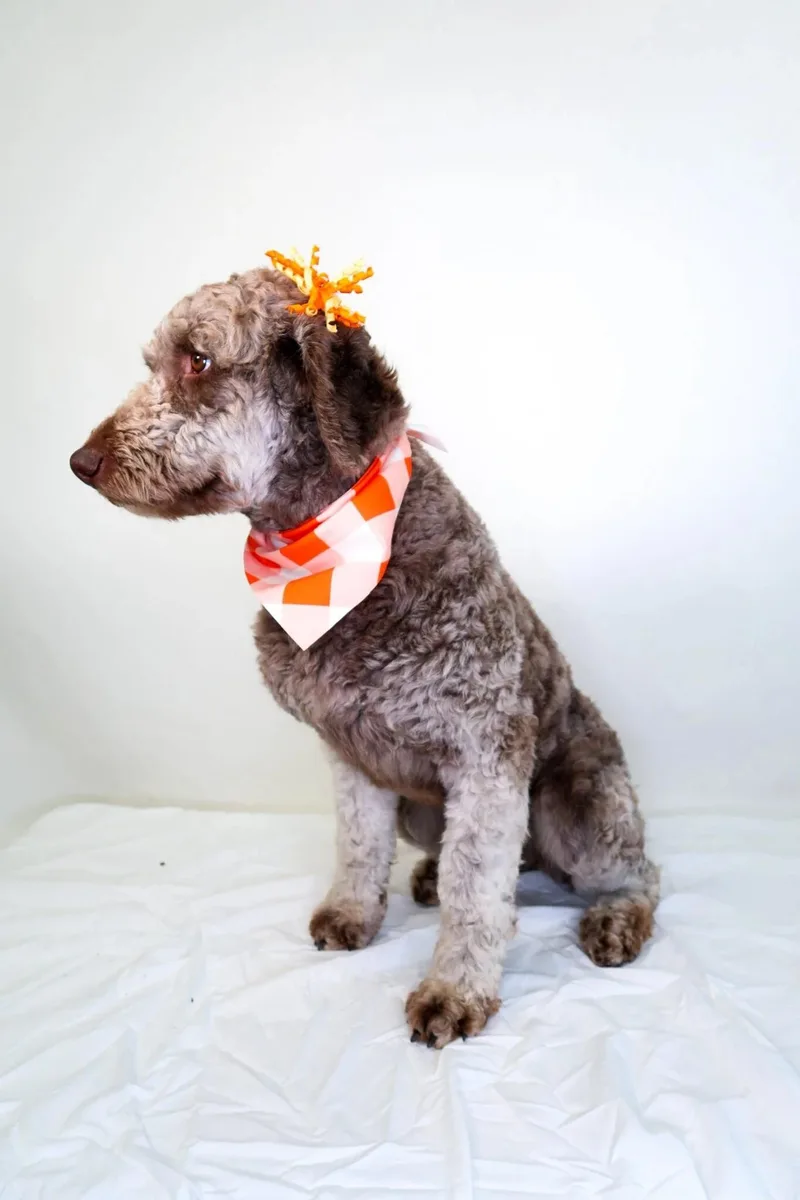 Lauryn Hill thumbnail 3