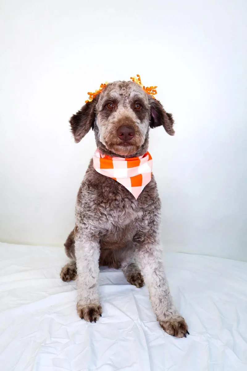 Lauryn Hill thumbnail 4