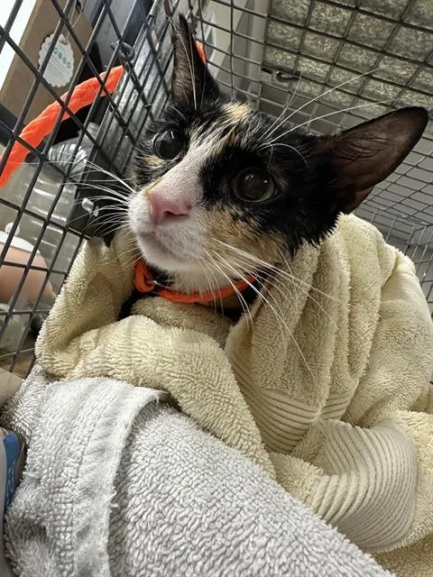 An adult small-sized female Domestic Short Hair cat named Charlette for adoption in Pasadena, TX