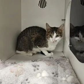 An adult small-sized female Tabby (Brown / Chocolate) Domestic Short Hair cat named Amalfi for adoption in Phoenixville, PA