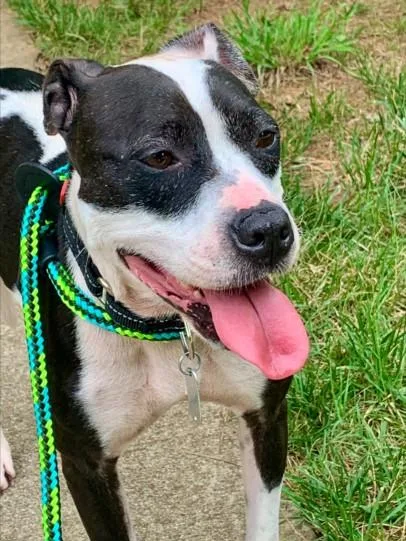 An adult medium-sized female Pit Bull Terrier dog named Harley for adoption in Chapel Hill, NC