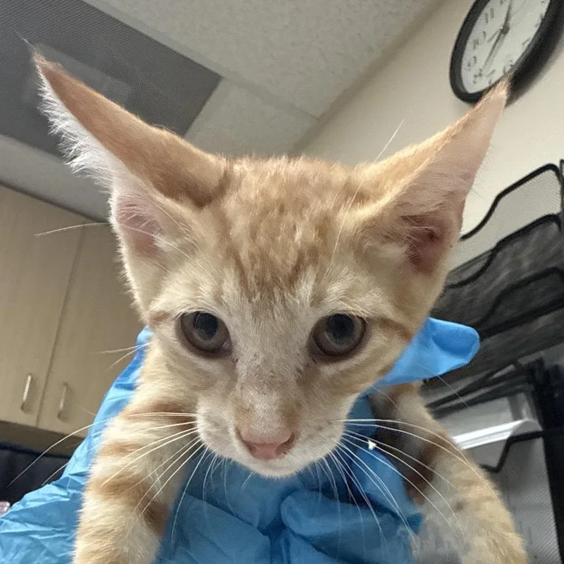 A baby medium-sized male Orange / Red Domestic Short Hair cat named Mojo Jojo for adoption in Lakeland, FL