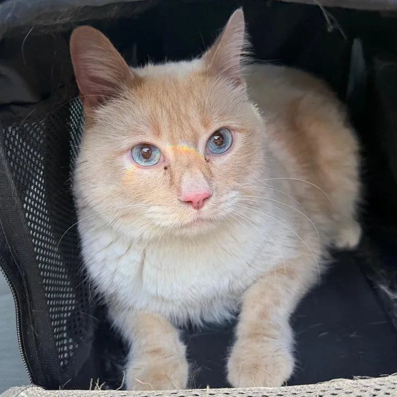 An adult large-sized male Flame Point Siamese cat named Oliver for adoption in Midland, TX