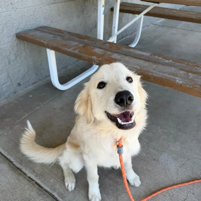 A young large-sized male White / Cream Great Pyrenees dog named Cricket for adoption in Bend, OR