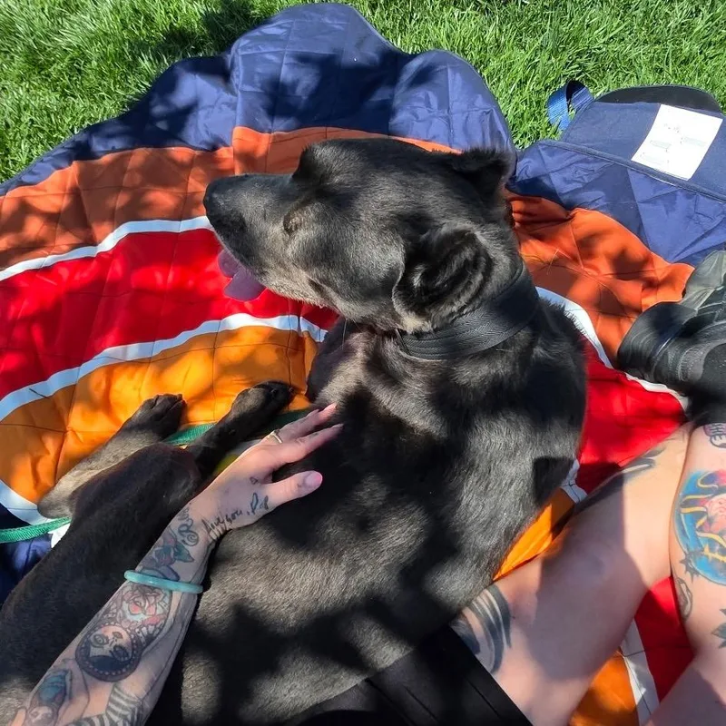 A senior large-sized male Cane Corso dog named Cane for adoption in San Diego, CA