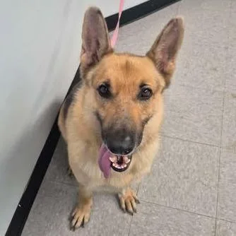 A baby large-sized male Yellow / Tan / Blond / Fawn German Shepherd Dog dog named Togo for adoption in Bastrop, TX