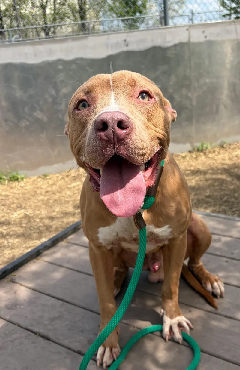 An adult medium-sized male Yellow / Tan / Blond / Fawn Pit Bull Terrier dog named Pinto for adoption in Chicago, IL