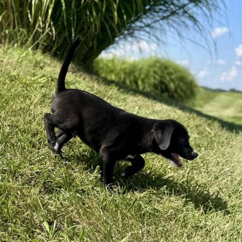 A baby medium-sized male Black Labrador Retriever dog named Acadia for adoption in La Grange, KY
