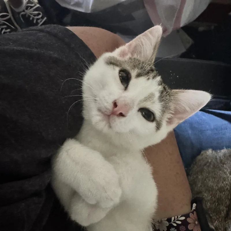 A baby medium-sized male Gray & White Domestic Short Hair cat named Cannoli for adoption in Springfield, MO