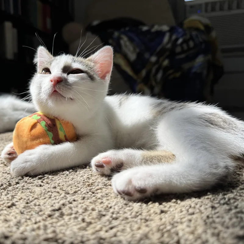 Cannoli thumbnail 3