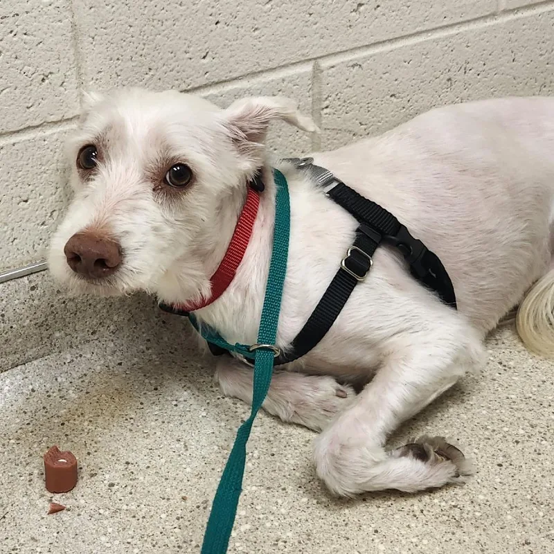 An adult small-sized male White / Cream Mixed Breed dog named Neo for adoption in Murray, UT