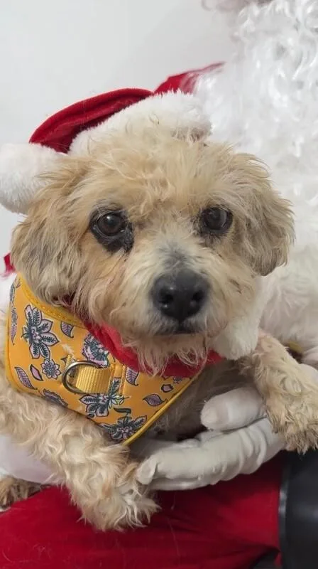 A senior small-sized male White / Cream Border Terrier dog named Wolfy for adoption in Carlsbad, CA