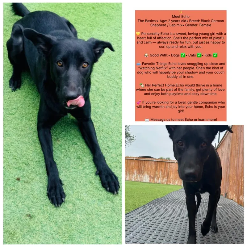 A young large-sized female Black German Shepherd Dog dog named Echo for adoption in New Bedford, MA