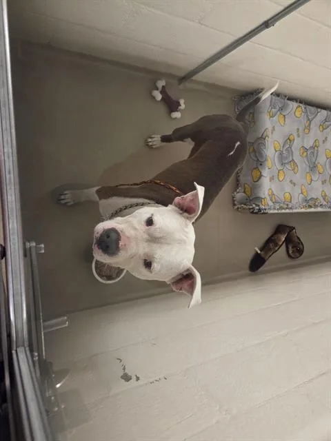 A young medium-sized male Pit Bull Terrier dog named Ozwald for adoption in Kent, WA