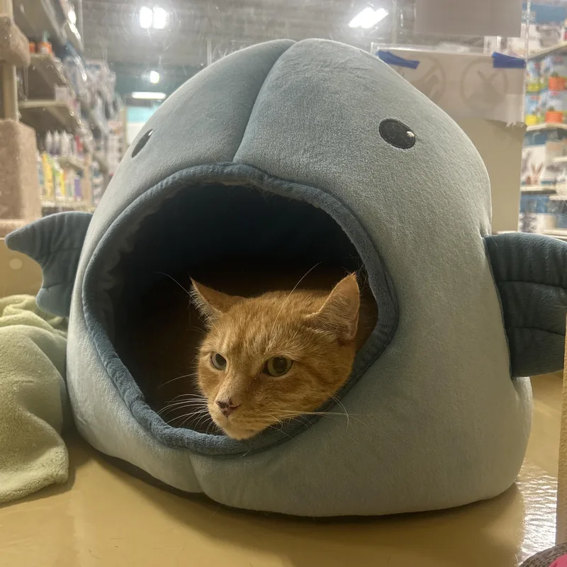 An adult extra large-sized male Domestic Short Hair cat named Seven for adoption in Worcester, MA