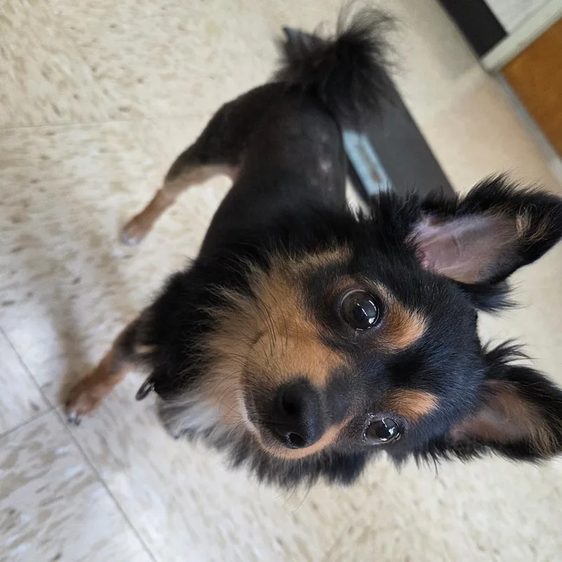 An adult small-sized female Black Pomeranian dog named Chatters for adoption in Breese, IL