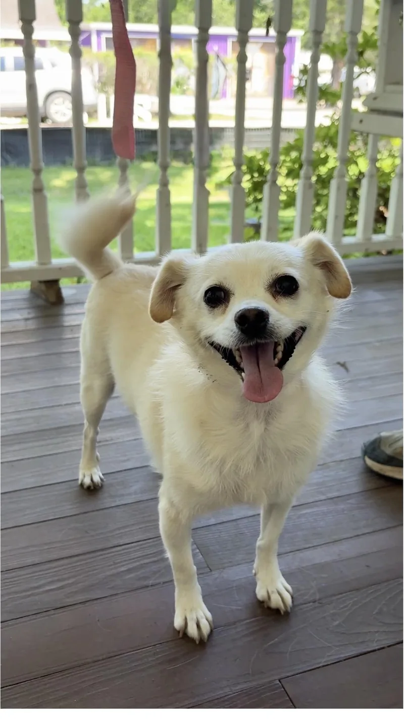 A young small-sized female White / Cream Chihuahua dog named Mischief Millie for adoption in Cypress, TX