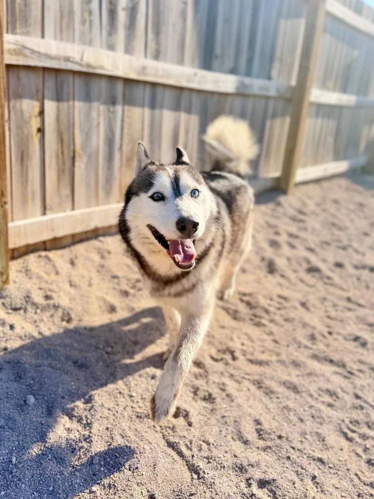 An adult medium-sized male Husky dog named Falcon for adoption in Muskegon, MI