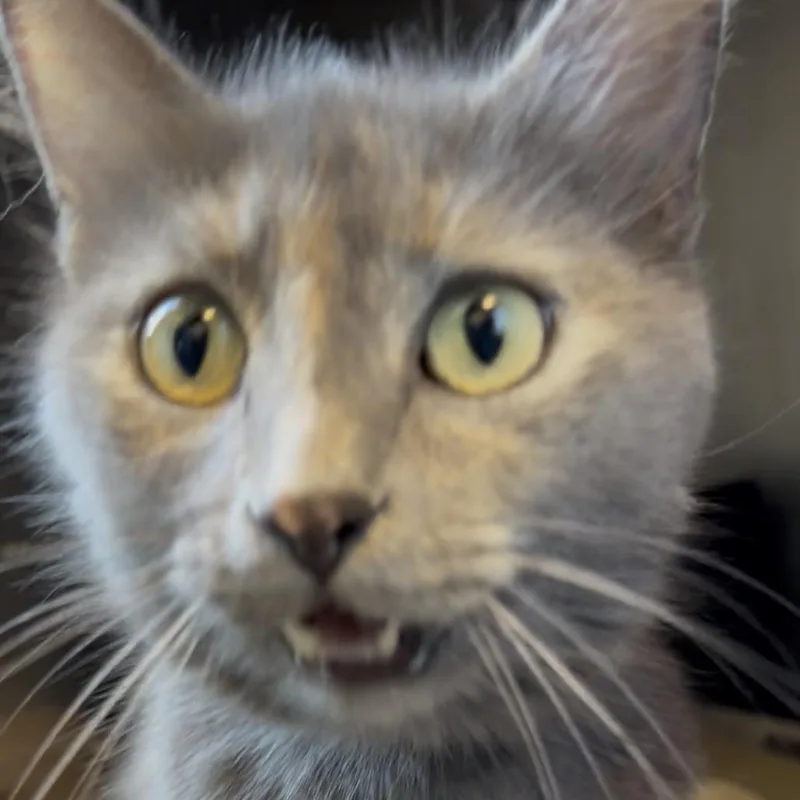 An adult medium-sized female Gray / Blue / Silver Domestic Medium Hair cat named Meliza for adoption in Chicago, IL