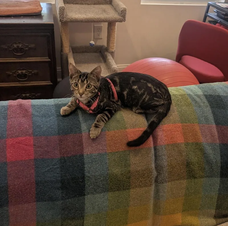 A baby medium-sized female Tabby (Brown / Chocolate) Domestic Short Hair cat named Lucille Wallace for adoption in Philadelphia, PA