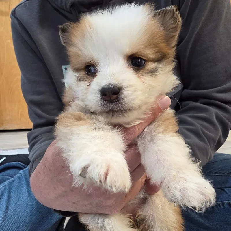 A baby small-sized female Australian Cattle Dog / Blue Heeler dog named Macaroon for adoption in Allyn, WA