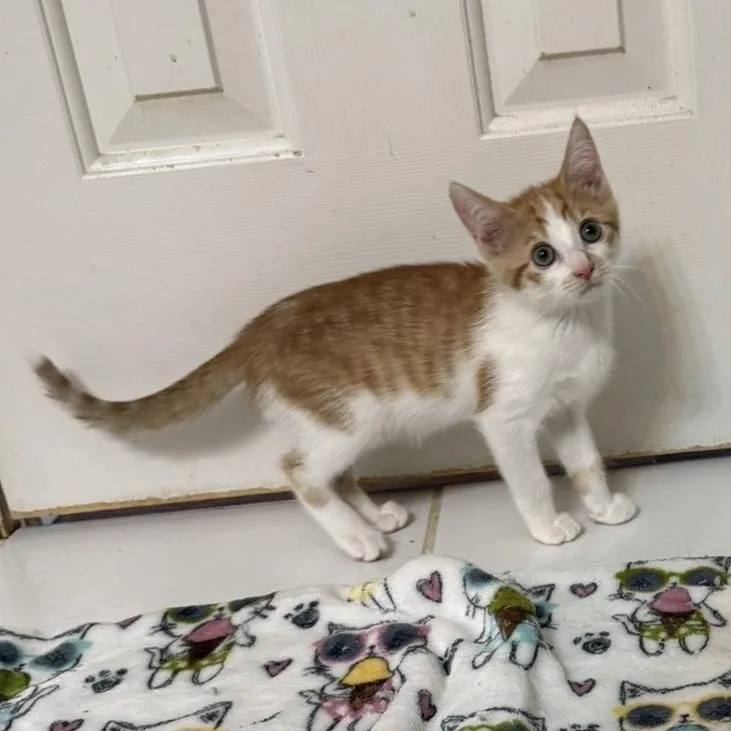A baby small-sized male Domestic Short Hair cat named Ozempic for adoption in Woodstock, GA