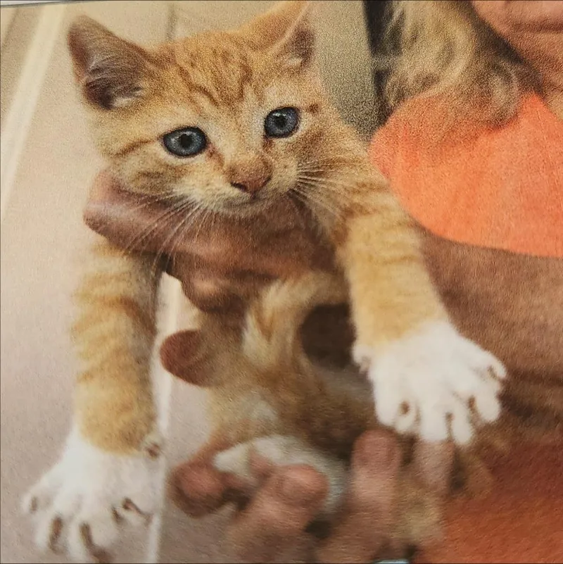 A baby small-sized male Domestic Short Hair cat named Knox for adoption in Thompson Falls, MT
