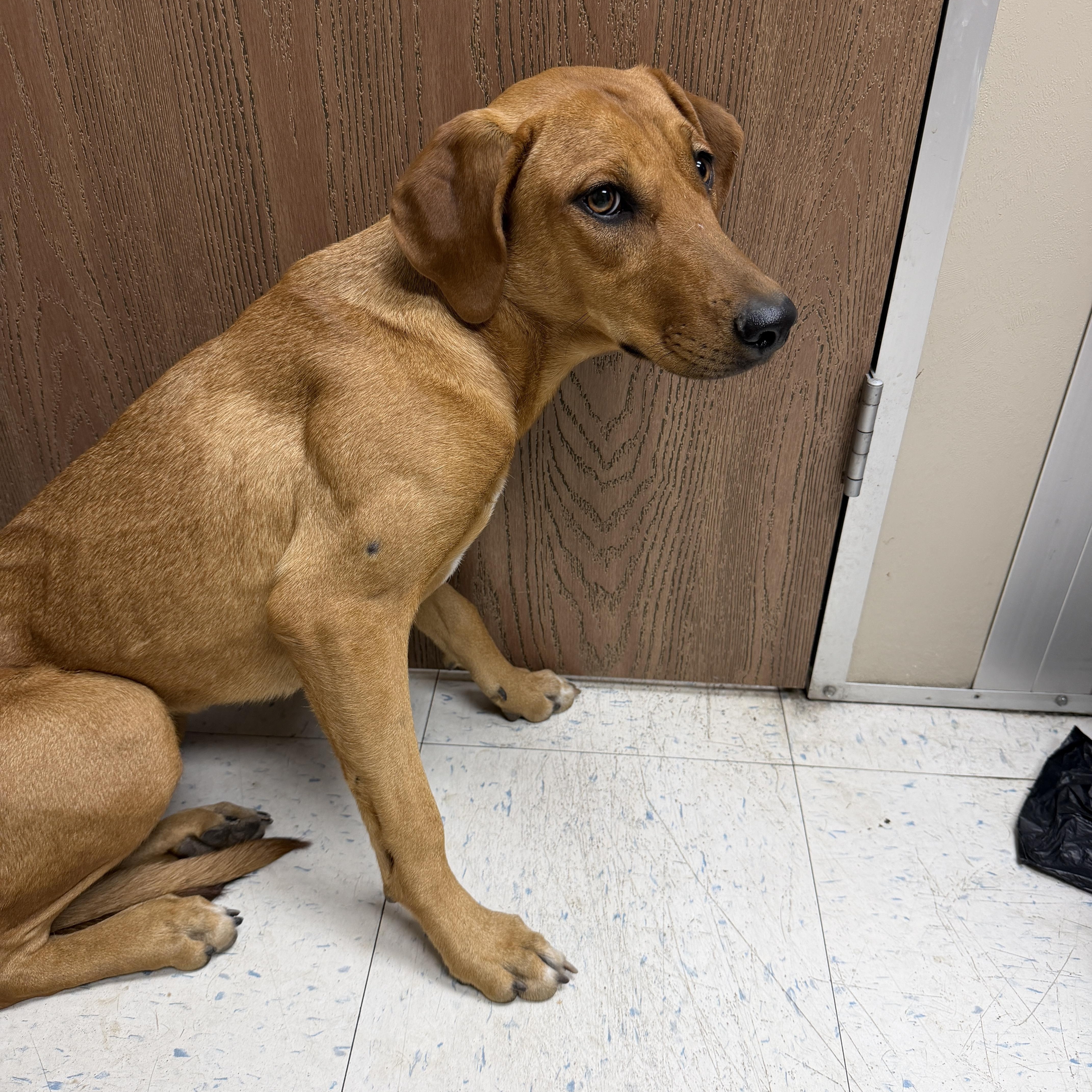 A young large-sized female Rhodesian Ridgeback dog named Sable for adoption in Oakdale, CA
