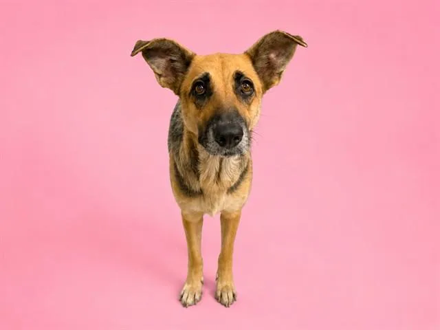 An adult large-sized female German Shepherd Dog dog named Sable for adoption in Miami, FL