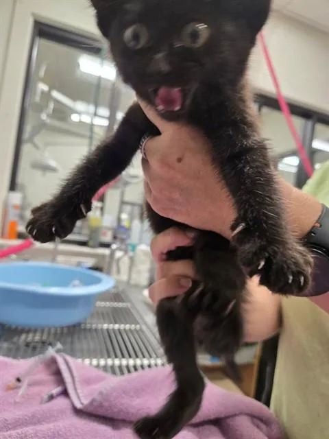 A baby small-sized male Domestic Short Hair cat named Oliver for adoption in Santa Maria, CA