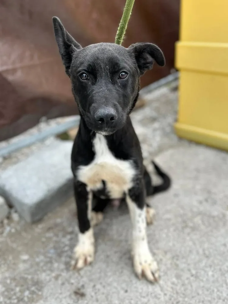 A baby medium-sized male Tricolor (Brown, Black, & White) Mixed Breed dog named Pongo for adoption in Appleton, WI
