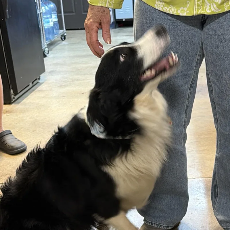 A young medium-sized male Black Border Collie dog named Chevy for adoption in Shawnee, OK