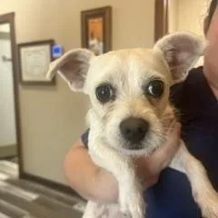 An adult small-sized male White / Cream Jack Russell Terrier dog named Jared for adoption in Tulsa, OK